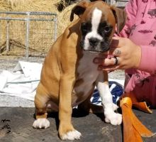 Excellence lovely Male and Female boxer Puppies for adoption