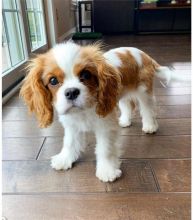 Excellence lovely Male and Female cavalier king Puppies for adoption