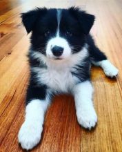 Excellence lovely Male and Female collie Puppies for adoption