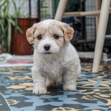 Fantastic bichon frise Puppies Male and Female for adoption