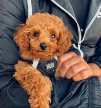 toy poodle puppies Male and female for adoption