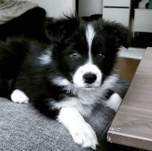 Excellence lovely Male and Female collie Puppies for adoption Image eClassifieds4U