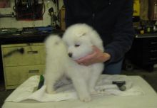 samoyed puppies Male and female for adoption Image eClassifieds4U