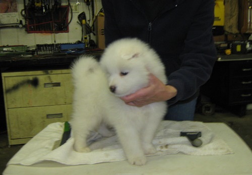 samoyed puppies Male and female for adoption Image eClassifieds4u