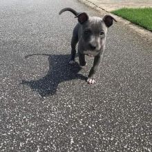 Adorable lovely Male and Female pit bull dog Puppies for adoption