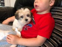 Joyful lovely Male and Female morkie Puppies for adoption