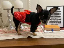 Perfect lovely Male and Female chihuahua Puppies for adoption