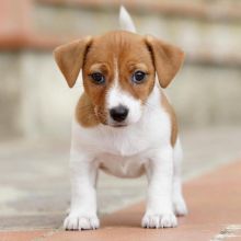 lovely Male and Female jack russel terrii Puppies for adoption