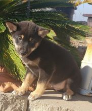 shiba inu puppies male and female for adoption