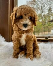 Cavapoo Puppies For Adoption (alishaken896@gmail.com)