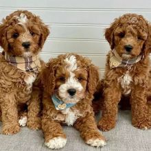 Cavapoo Puppies For Adoption (alishaken896@gmail.com)