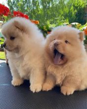 chow chow puppies for adoption(ceva41016@gmail.com)