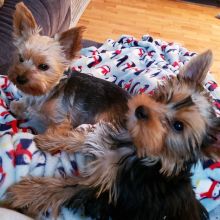 C.K.C MALE AND FEMALE yorkie PUPPIES AVAILABLE