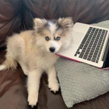 Cute lovely Male and Female pomsky Puppies for adoption
