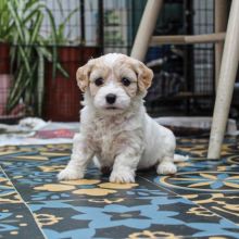 Cute Male and Female bichon frise Puppies Up for Adoption...