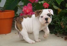 Cute Male and Female english bulldog Puppies Up for Adoption...