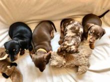 Excellence lovely Male and Female dachshound Puppies for adoption