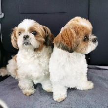 Shih Tzu Puppies for adoption [jennifer57jones@gmail.com]