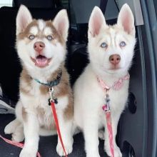 Siberian husky for adoption(elizabethjames11321@gmail.com)