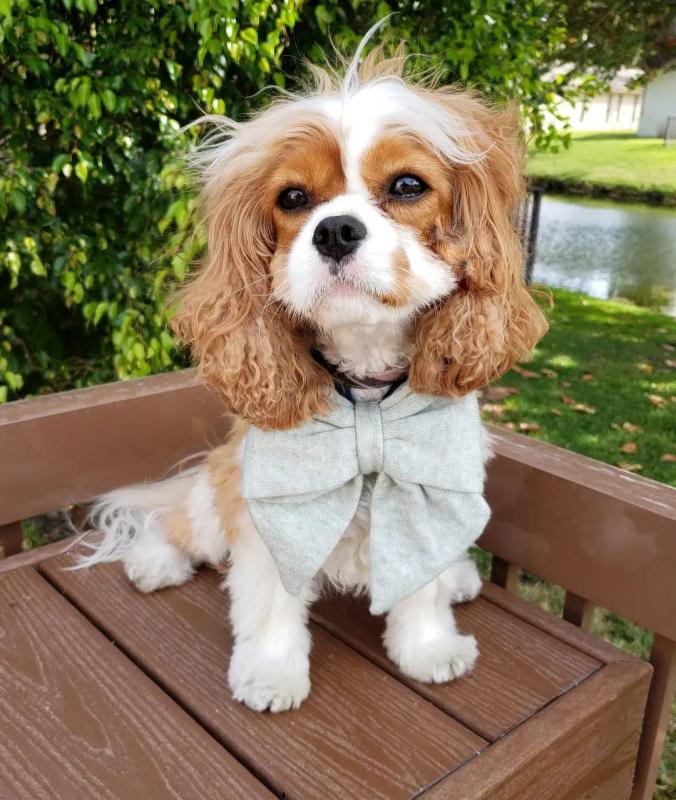 Cavalier King Charles Spaniel Puppies(smithpatience13@gmail.com) Image eClassifieds4u