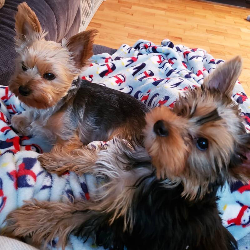 Cute Male and Female yorkie Puppies Up for Adoption... Image eClassifieds4u
