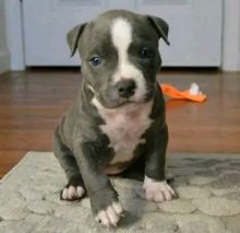 PIT BULL PUPPIES FOR ADOPTION(alishaken91@gmail.com) Image eClassifieds4U