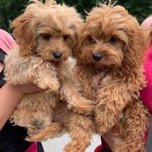 Wonderful lovely Male and Female cavapoo Puppies for adoption Image eClassifieds4U