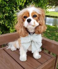 Cavalier King Charles Spaniel Puppies(smithpatience13@gmail.com)