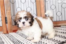 Excellence lovely Male and Female shih tzu Puppies for adoption.