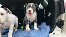 PIT BULL PUPPIES FOR ADOPTION(alishaken91@gmail.com)