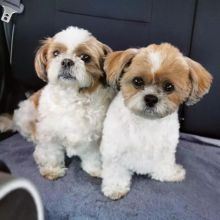 Shih Tzu Puppies for adoption [jennifer57jones@gmail.com]