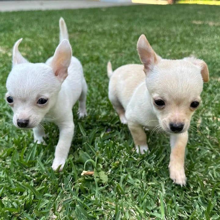 CHIHUAHUA PUPPIES AVAILABLE [gracecatlin6@gmail.com ] Image eClassifieds4u