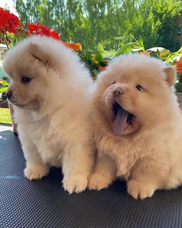 chow chow puppies for adoption(ceva41016@gmail.com) Image eClassifieds4u