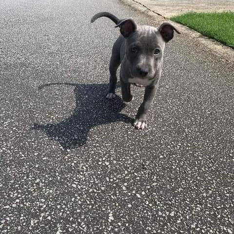 Cute Male and Female Bluenose Pitbull Puppies Up for Adoption... Image eClassifieds4u