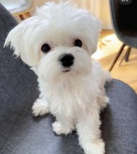 Maltese puppies for adoption(cynthiamorgan1132@gmail.com) Image eClassifieds4U