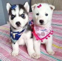 Siberian husky for adoption(elizabethjames11321@gmail.com) Image eClassifieds4U