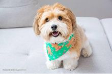 Best Quality male and female havanese puppies for adoption
