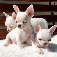 CHIHUAHUA PUPPIES AVAILABLE [gracecatlin6@gmail.com ]