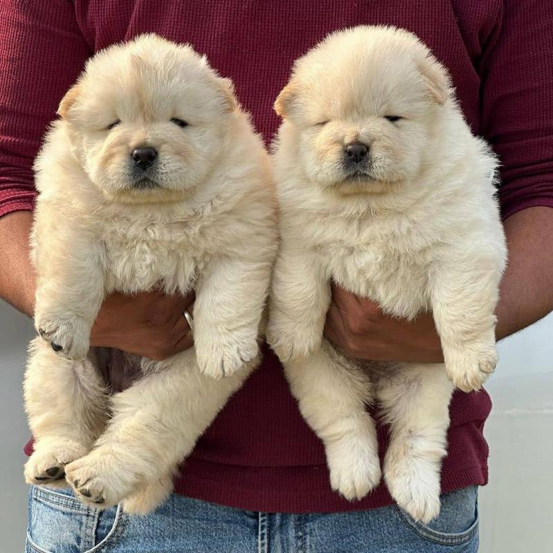 chow chow puppies for adoption(ceva41016@gmail.com) Image eClassifieds4u