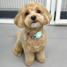 Maltipoo puppies for adoption(suzanmoore73@gmail.com) Image eClassifieds4U