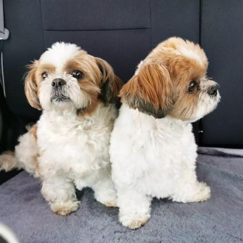 Shih Tzu Puppies for adoption [jennifer57jones@gmail.com] Image eClassifieds4u