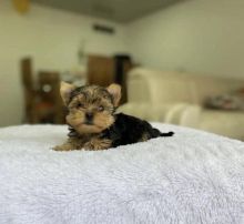 Best Quality male and female Yorkie puppies for adoption