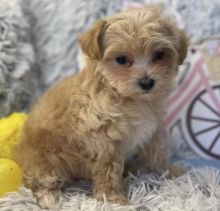 Best quality maltipoo puppies for adoption...