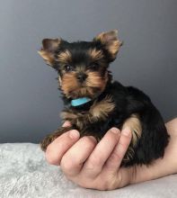 Best Quality Yorkie puppies for adoption to any lovely homes....