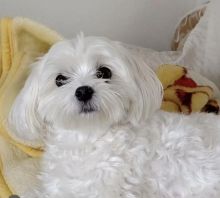 Excellence lovely Male and Female maltese Puppies for adoption..