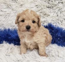 Excellence lovely Male and Female maltipoo Puppies for adoption..