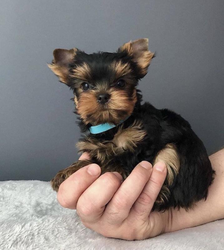 Best Quality Yorkie puppies for adoption to any lovely homes.... Image eClassifieds4u