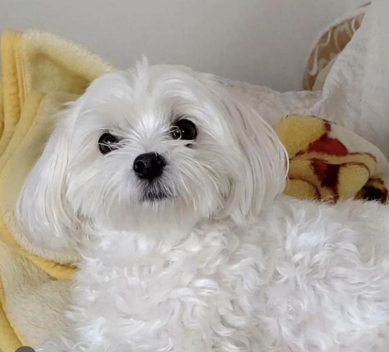 Excellence lovely Male and Female maltese Puppies for adoption.. Image eClassifieds4u