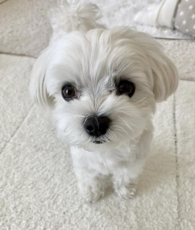 Excellence lovely Male and Female maltese Puppies for adoption.. Image eClassifieds4u