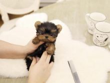 Best Quality male and female Yorkie puppies for adoption Image eClassifieds4u 2
